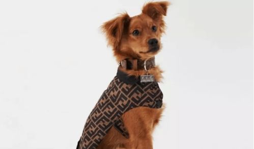 國際風(fēng)向標(biāo) 寵物用品配飾一片藍(lán)海,品牌紛紛入局