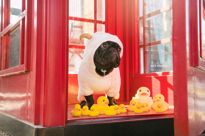 寵物攝影師喵喵萌與寵物衣架 打造萌寵時尚大片