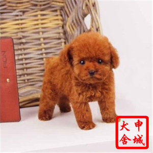 廠家直銷特價(jià)新款泰迪小狗實(shí)木衣柜衣架 多功能寵物家具的理想選擇